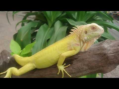 ABINO_IGUANA, KỲ ĐÀ VÀNG. PETVN.NET 0938190009