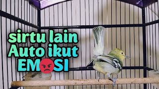 Download lagu gak pakek lama,sirtu manapun pasti akan langsung EMOSI mendengar sirtu gacor ini. mp3 Download lagu gak pakek lama,sirtu manapun pasti akan langsung EMOSI mendengar sirtu gacor ini. mp3