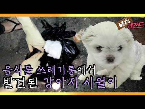 , title : '[TV 동물농장 레전드] ‘음식물 쓰레기통에서 발견된 강아지’ 풀버전 다시보기 I TV동물농장 (Animal Farm) | SBS Story'