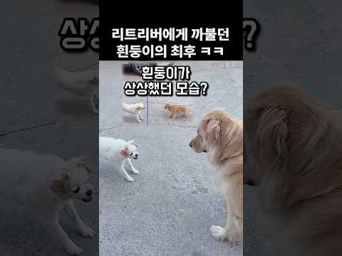 리트리버에게 까불던 흰둥이의 최후