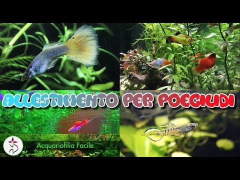 ALLESTIMENTO DI UN ACQUARIO PER POECILIDI