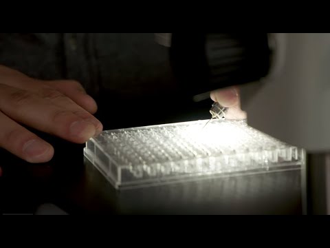 Biochemistry & Biophysics (M.Sc.) - Informationen zum bilingualen Studiengang