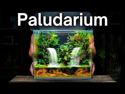 I Made a Paludarium With Flowing Waterfalls, Here's How!