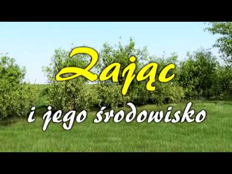Zając i jego środowisko - "Ożywić pola 2009/2010. Rok zająca"