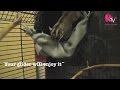 DIY No Sew Corner Hammock For Your Sugar Gliders