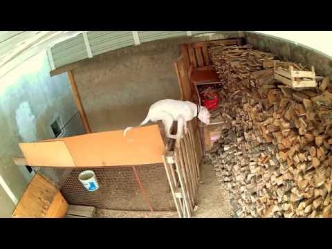 Dogo Argentino escaping the box