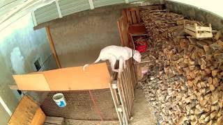 Dogo Argentino escaping the box