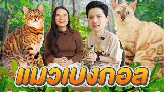 บุกฟาร์มแมวเบงกอล แมวเสือดาว อันดับหนึ่งในรุ่น!!! | ติดเต๋า