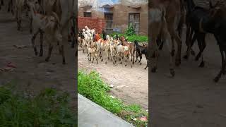 Download lagu gaomegoat# mp3 Download lagu gaomegoat# mp3