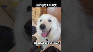 毎日添い寝のお誘いをしてくる愛犬　#greatpyrenees #大型犬のいる生活 #大型犬 #大型犬と暮らす #グレートピレニーズ #犬のいる生活 #愛犬 #癒し #ゴールデンレトリバー