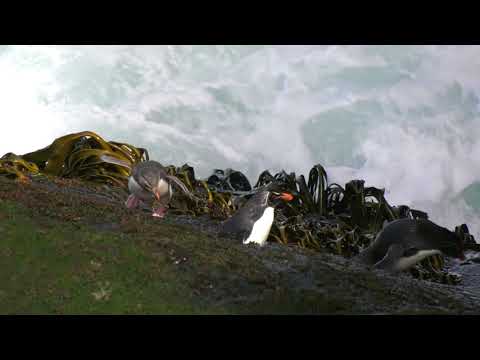 Insane Rockhopper penguins leaping onto a dangerous cliff