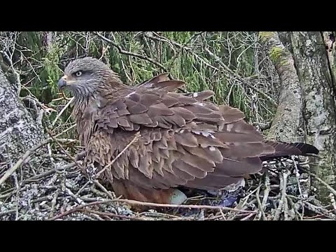Melnā klija~Female lays her first egg~1:19 am  2020/04/20