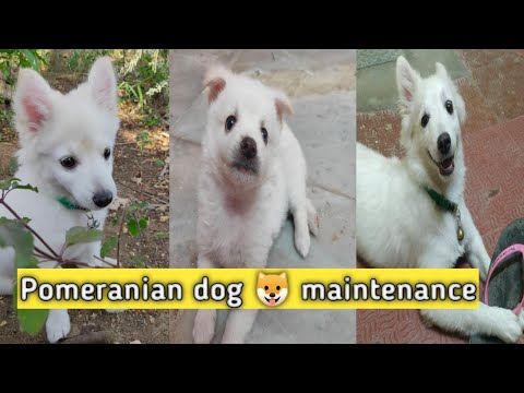 Pomeranian dog maintenance video tamil