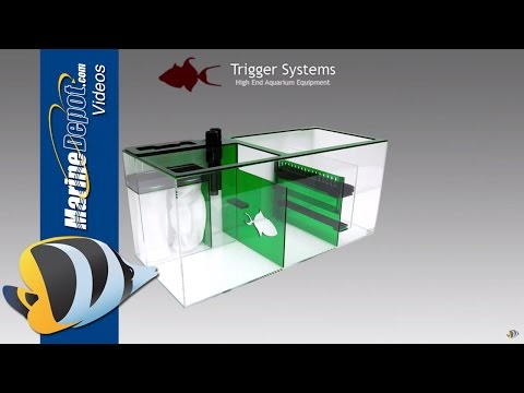 Trigger Systems Sumps: Powerhouse Filter Boxes for Your Reef Tank