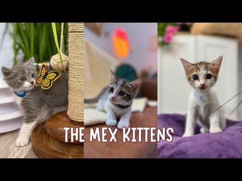 Frida Mex, an adoptable Domestic Short Hair Mix in Minneapolis, MN_image-1