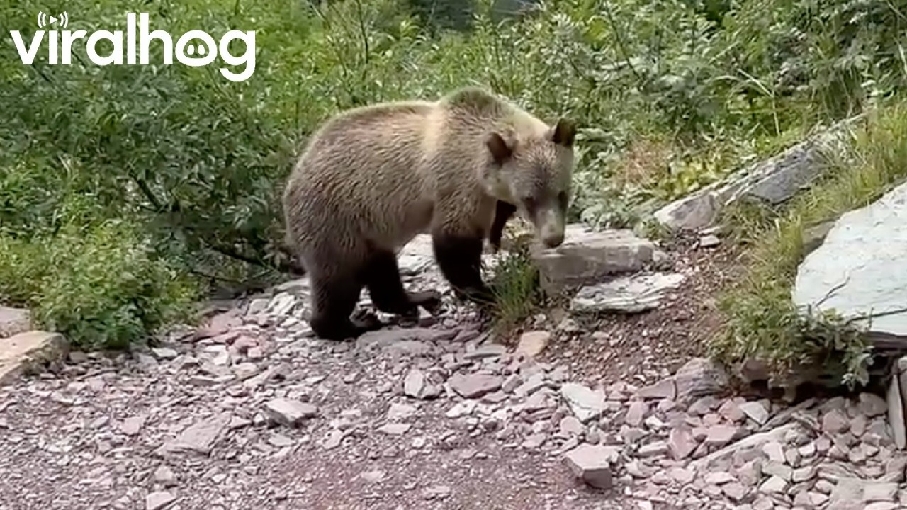 Hiker Comes Face to Face With Two Grizzlies || ViralHog