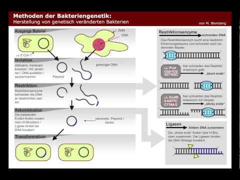 Methoden der Bakteriengenetik