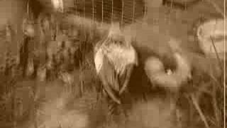 rockabilly-rockabillie chicken