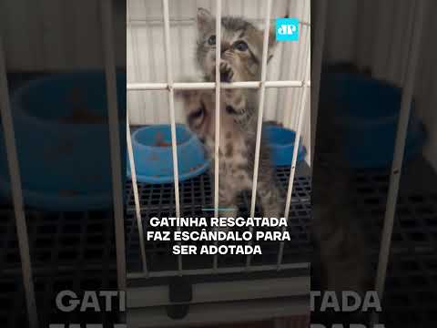 Gatinha resgatada faz escândalo para ser adotada #shorts
