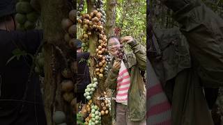 Download lagu various wild fruits of the Kalimantan forest that taste amazing mp3