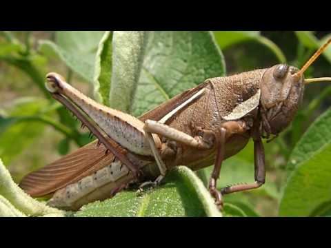 insetos fauna brasileira sertaneja GAFANHOTOS E GRILOS animais silvestres selvagens brazilian brasil