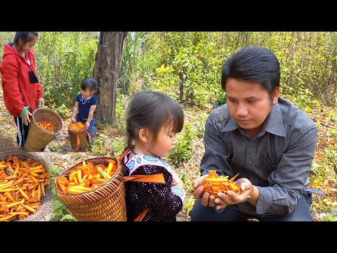 mus khaws paj quav nploos los ua noj