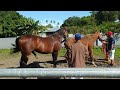 Horse And Cow Meting 14 July 2021 Ajk 28 022