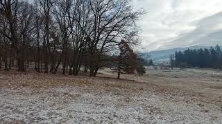 The quiet place of Zabala estate and five labradors