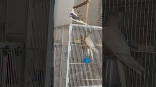 Pica pica pica ! #cockatoos #birds #cockatiel #cockatielsing #parrot #cockatielbird