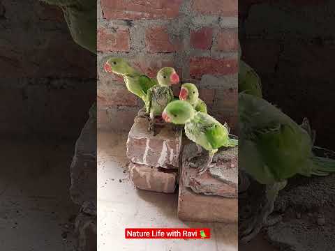 baby parrot sound🦜#shortsfeed #shorts #youtubeshorts