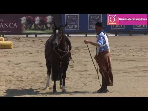 Freio de Bronze 2016 - Natividade Setembrina - Fêmeas