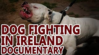 Dog Fighting in Ireland (Pit Bull Documentary)