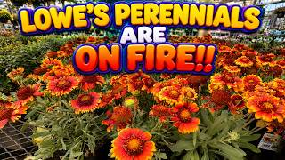 LOWE’S Perennials Are ON FIRE! 🔥 Stunning Colors You Need to See!