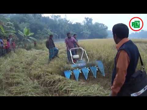 ধান কাঁটার সহজ উপায়ঃ বারি শস্য কর্তন মেশিন