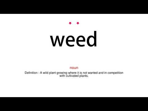 How to pronounce weed - Vocab Today