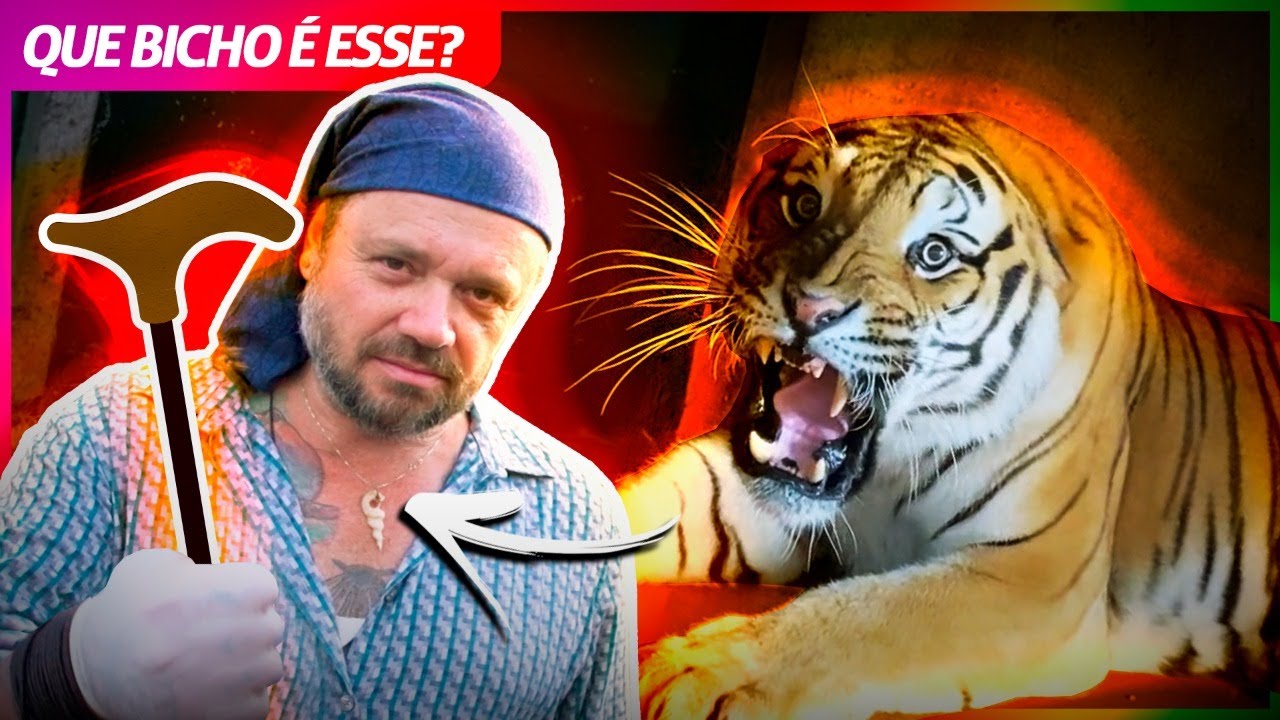 TIGRE DE BENGALA, O MAIOR FELINO DA TERRA! | RICHARD RASMUSSEN