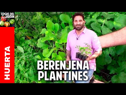 Cultivo de berenjena - Primeros cuidados de los plantines