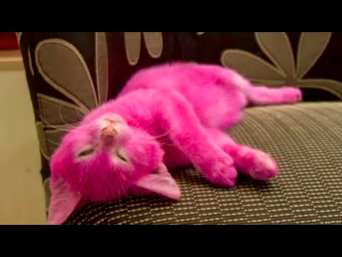 The celebrity DYED THE KITTEN PINK. Was it worth it?