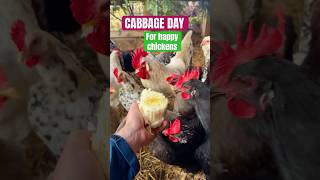 Cabbage day for happy chickens 🥰unsere Hühner lieben Chinakohl ￼#farm #rooster #cabbage #happyhuhn