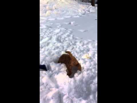 Här kommer lilla Ludde.