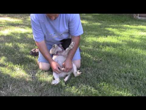 YouTube video about: How to neuter a cat at home with rubber band?