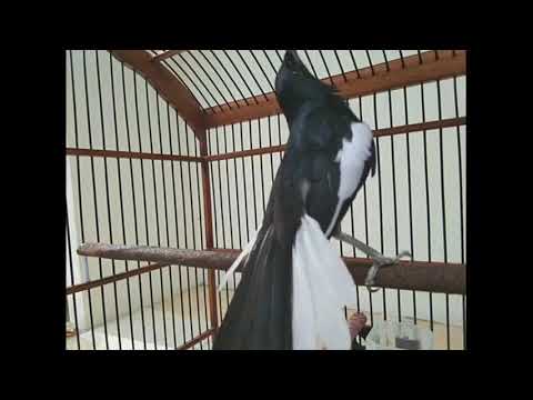 download lagu mp3 mp4 Suara Kacer Juara, download lagu Suara Kacer Juara gratis, unduh video klip Suara Kacer Juara