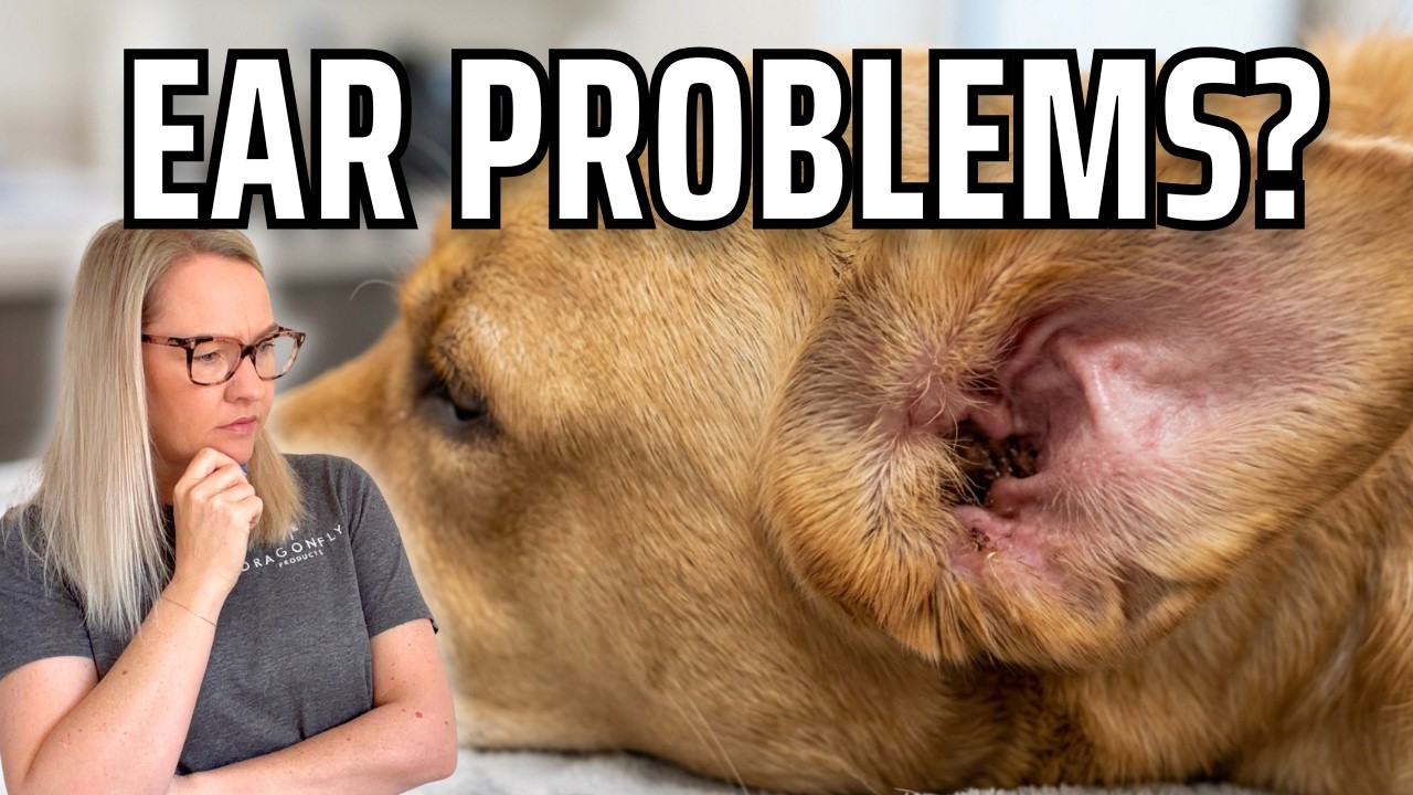 Dog Ear Infection Signs | Video