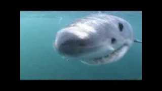 preview picture of video 'Bañándome con tiburones blancos en Sudáfrica'