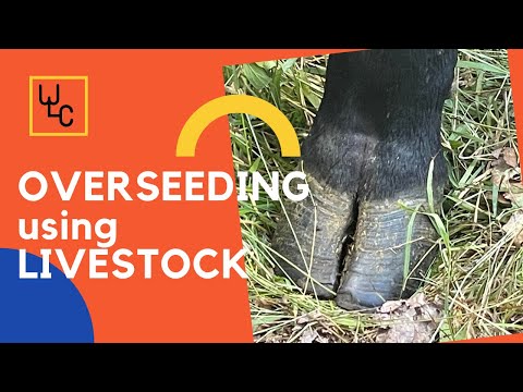 OVERSEEDING PASTURES using your livestock to get better stands.