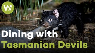 Young Tasmanian Devils fight with their parents over the best pieces of a dead kangaroo