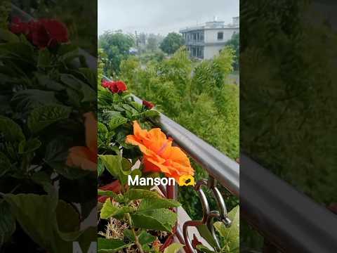 Manson flowers with 🌧️#youtubeshorts #garden #shorts