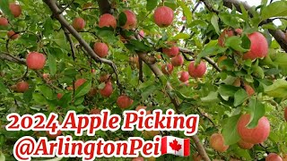 #2024#ApplePicking#@Arlington#Orchards#PEI#HoneyCrisp#🍎🍎🍎Apple