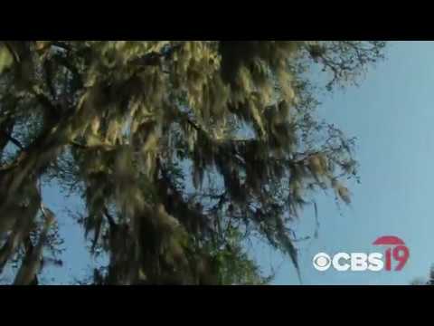 Moment of Tranquility: Wetland forest