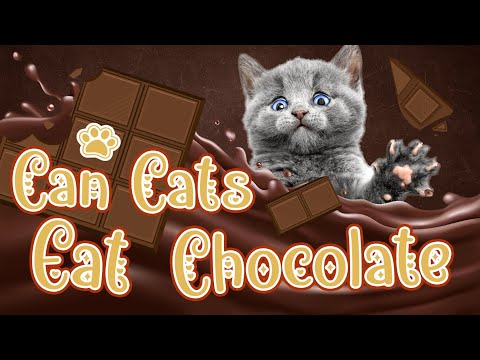 Can Cats Eat Chocolate? 🍫😼 Is Chocolate Safe For Cats? Crucial Information You Need To Know! ⚠️